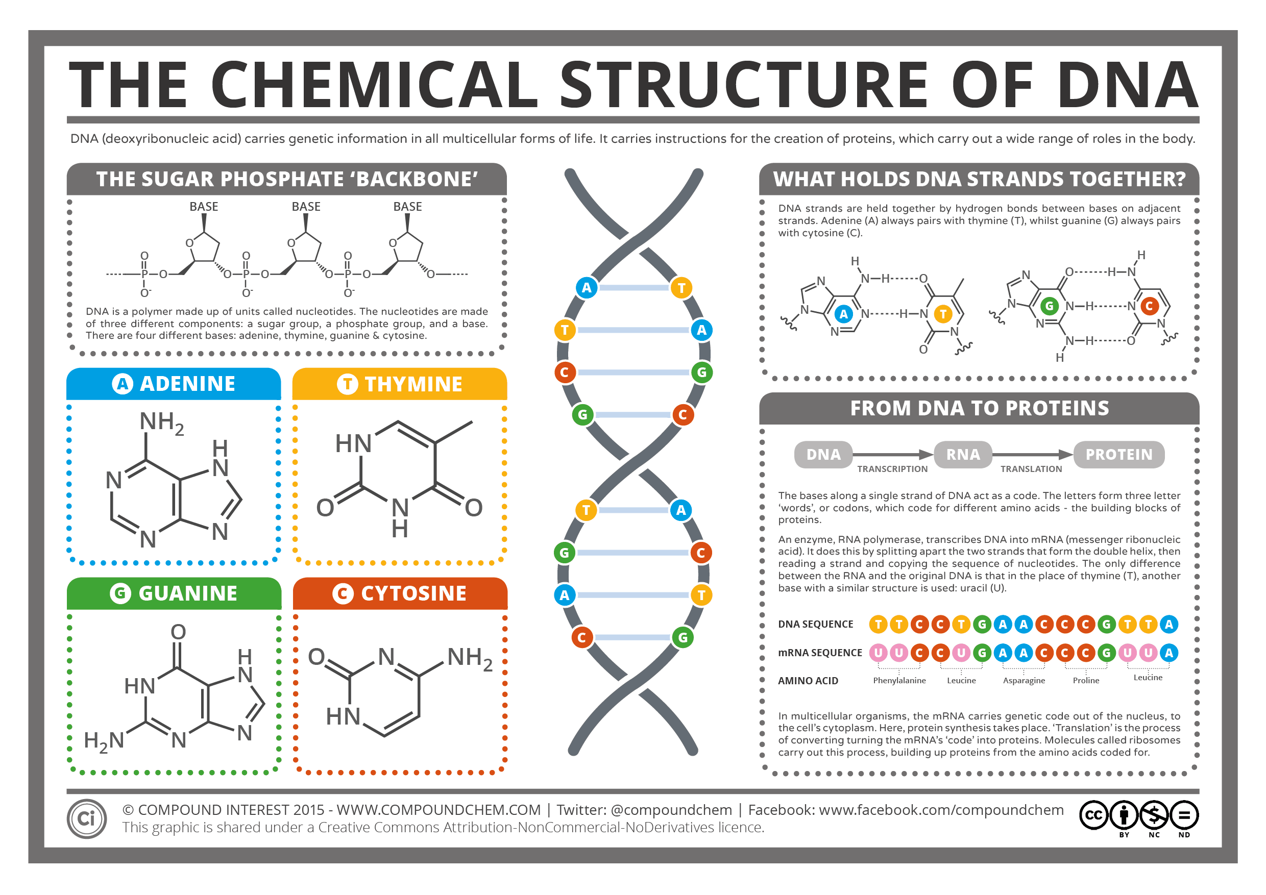 Nucleic Acid With Structure At Kimberly Hawkins Blog