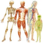 Pharmacology_human_body_physiology - Phartoonz