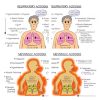 acidosis-vs-alkalosis - Phartoonz